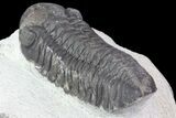 Bargain, Austerops Trilobite - Nice Eye Facets #76975-4